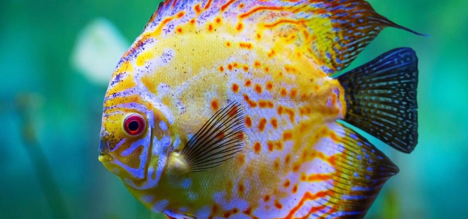 Ruyada Balik Gormek Nasil Yorumlanir