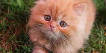Ruyada Kedi Gormek