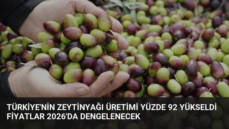 Türkiye’nin Zeytinyağı Üretimi Yüzde 92 Yükseldi Fiyatlar 2026’da Dengelenecek