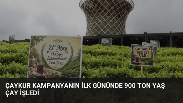 ÇAYKUR Kampanyanın İlk Gününde 900 Ton Yaş Çay İşledi