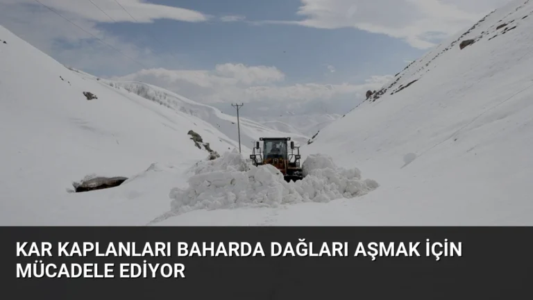 Kar Kaplanları Baharda Dağları Aşmak İçin Mücadele Ediyor