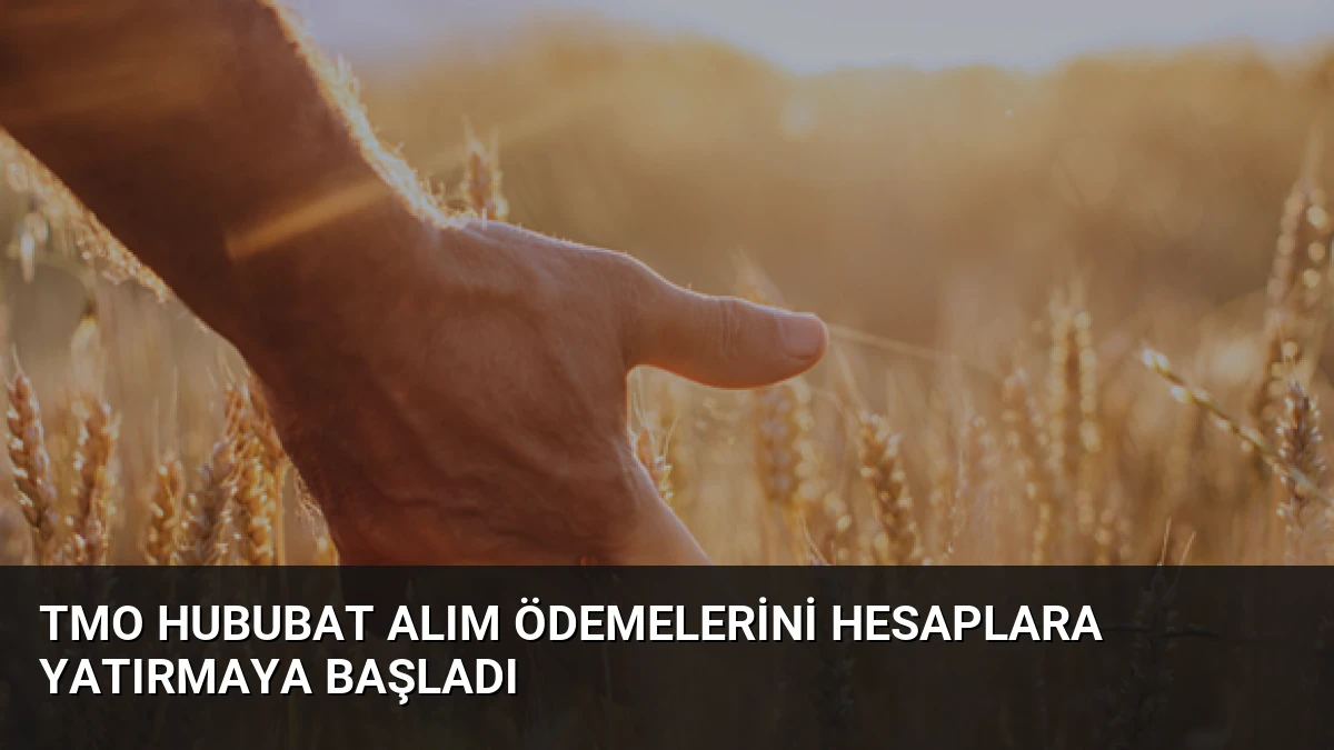 TMO Hububat Alım Ödemelerini Hesaplara Yatırmaya Başladı