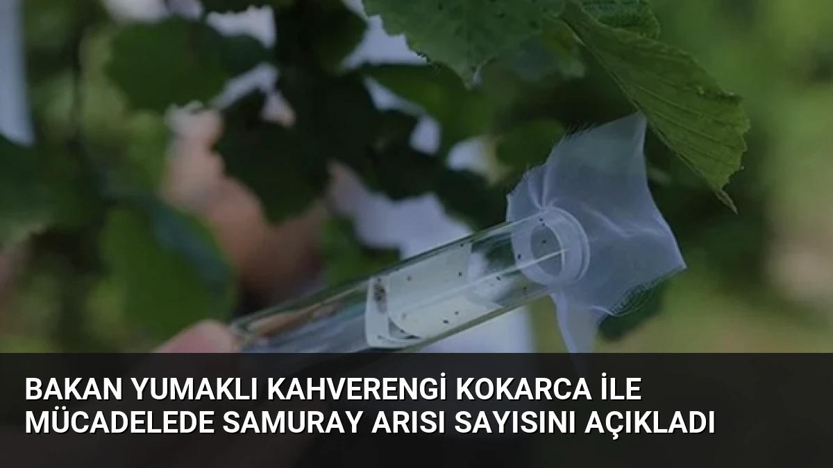 Bakan Yumaklı Kahverengi Kokarca ile Mücadelede Samuray Arısı Sayısını Açıkladı